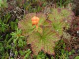 Rubus chamaemorus