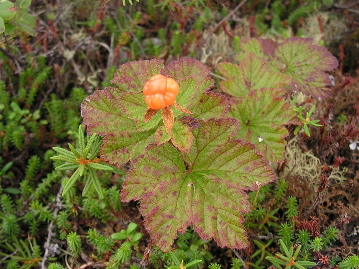 Изображение особи Rubus chamaemorus.