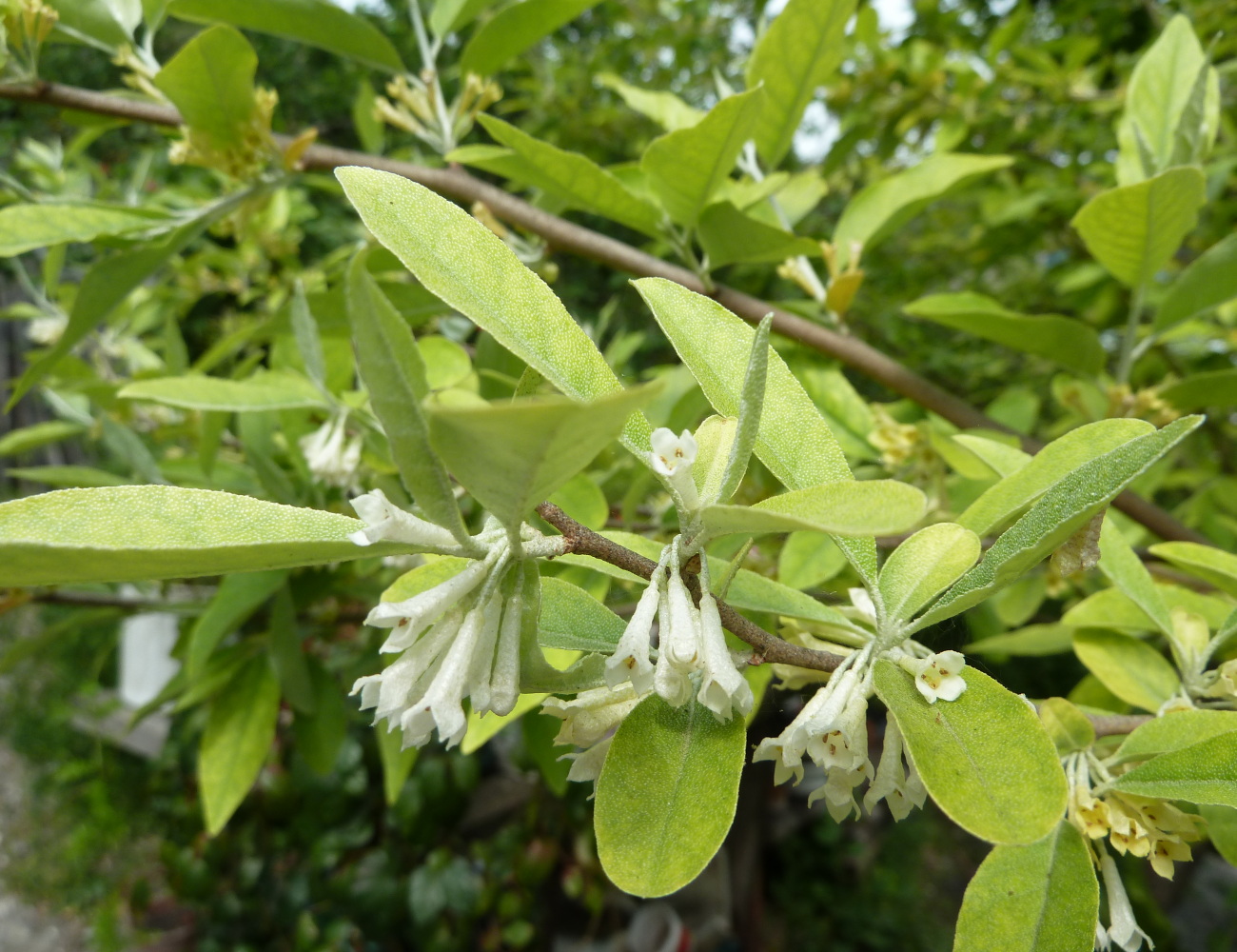 Image of Elaeagnus umbellata specimen.