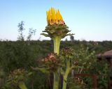 Inula helenium. Раскрывающаяся и нераскрывшиеся корзинки. Курская обл., г. Железногорск. 11 июля 2007 г.