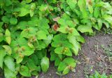 Hypericum androsaemum