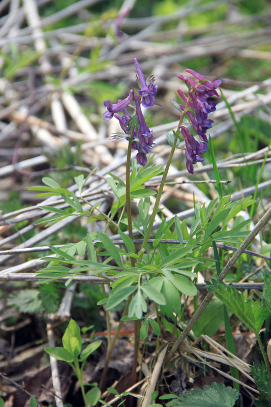Image of Corydalis subjenisseensis specimen.