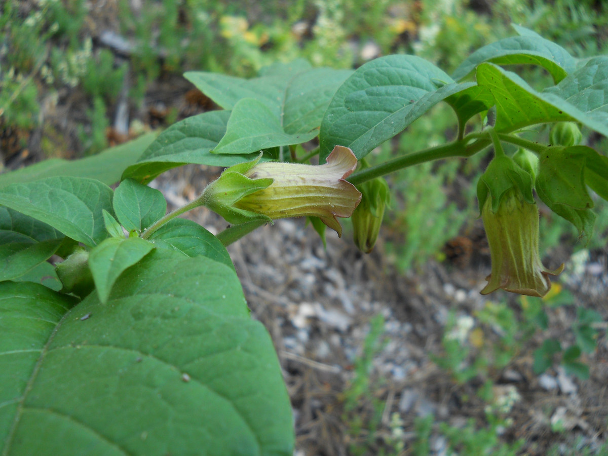 Image of Atropa bella-donna specimen.