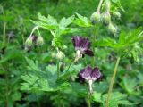 Geranium phaeum