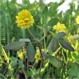 Trifolium campestre. Верхушка цветущего растения. Смоленская обл., Смоленский р-н, окр. пос. Каспля, обочина дороги. 05.07.2012.