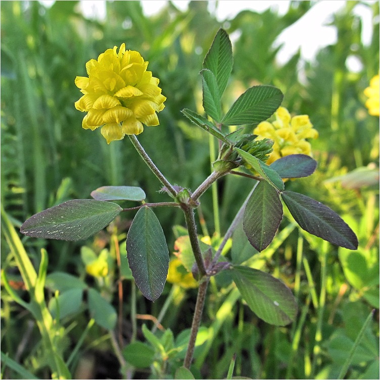 Image of Trifolium campestre specimen.