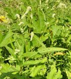 Persicaria lapathifolia