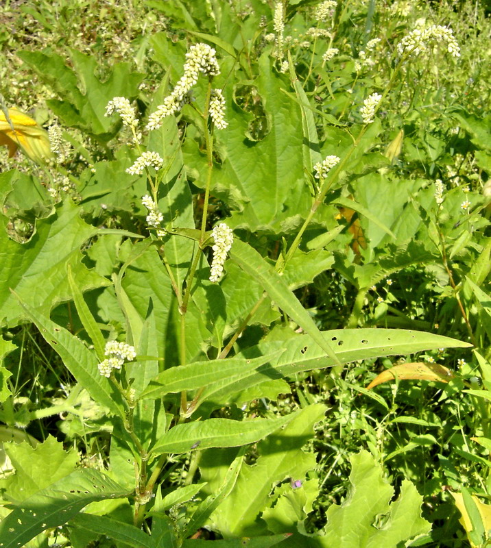 Image of Persicaria lapathifolia specimen.