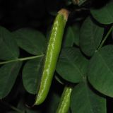 Caragana arborescens