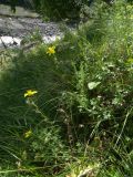 Helianthemum ovatum. Цветущее растение. Кабардино-Балкария, Зольский р-н, долина Джилы-Су. 27.07.2012.