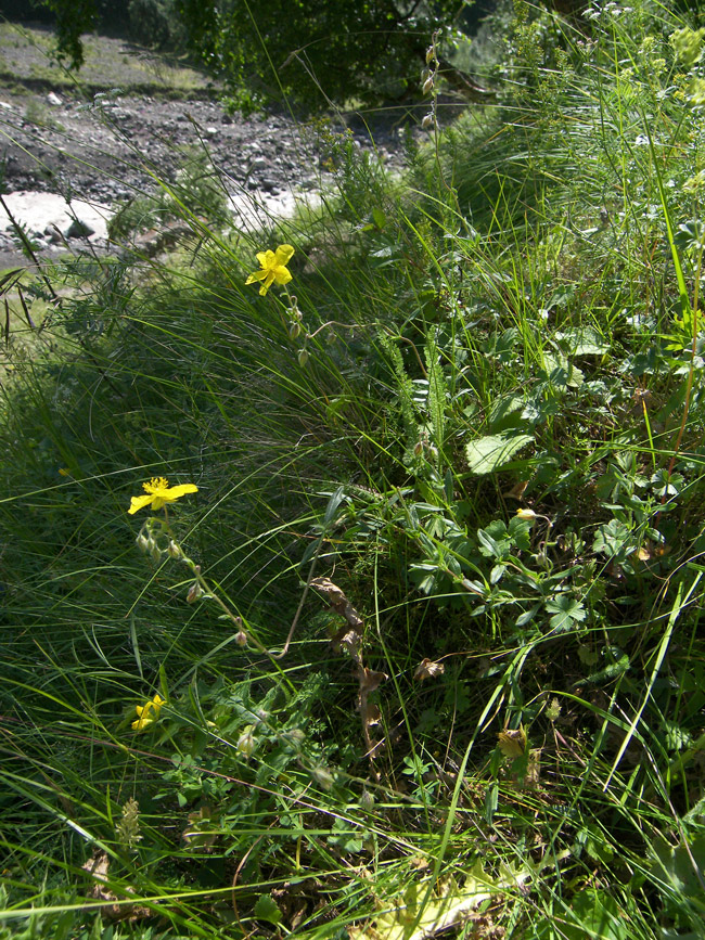 Image of Helianthemum ovatum specimen.