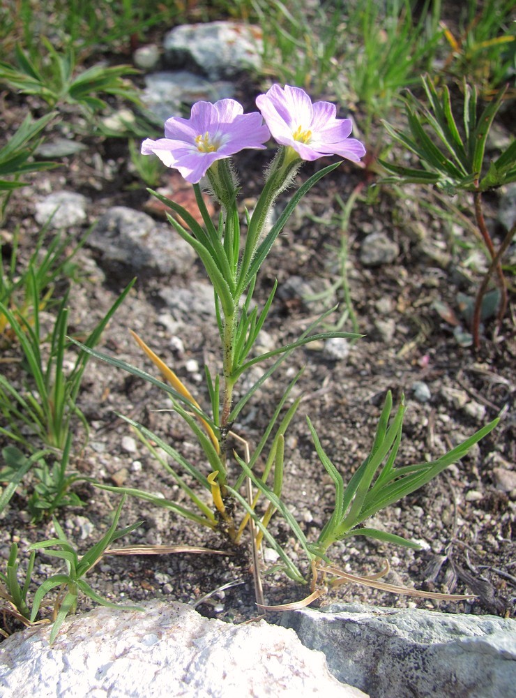 Изображение особи Phlox sibirica.