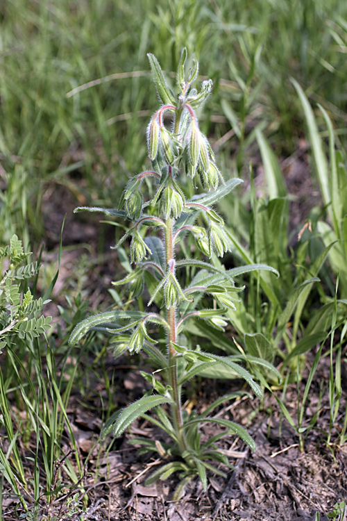 Image of Onosma dichroantha specimen.