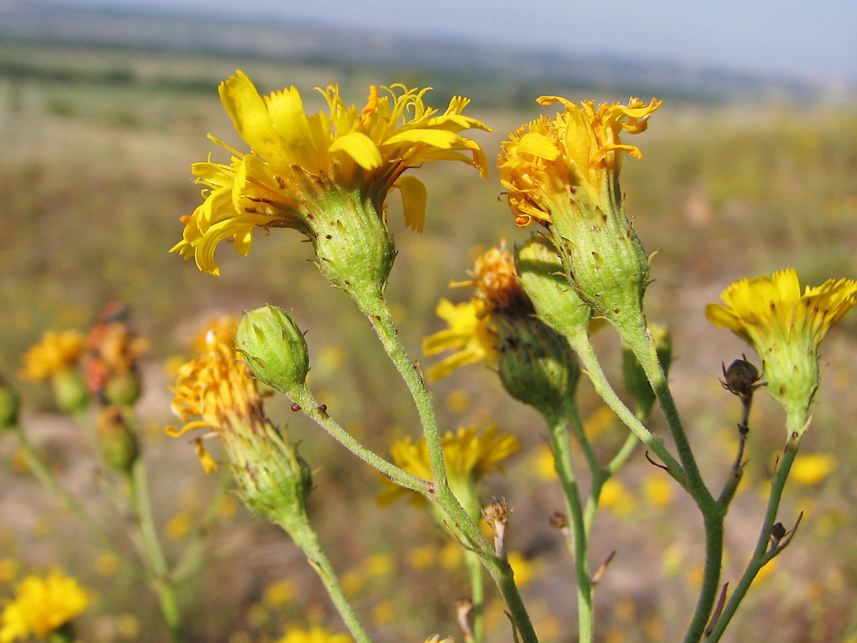 Изображение особи Hieracium filifolium.