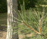 род Pinus. Побег. Украина, Херсонская обл., Чаплинский район, пос. Аскания-Нова, дендропарк. Август 2012 г.
