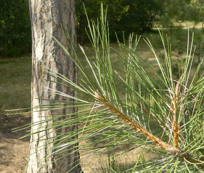 Image of genus Pinus specimen.