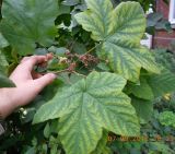 genus Rubacer