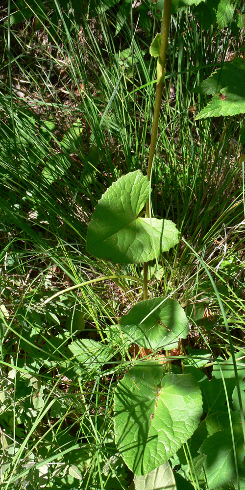 Image of Ligularia sibirica specimen.