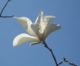 Magnolia × soulangeana