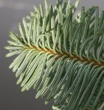 Abies form glauca