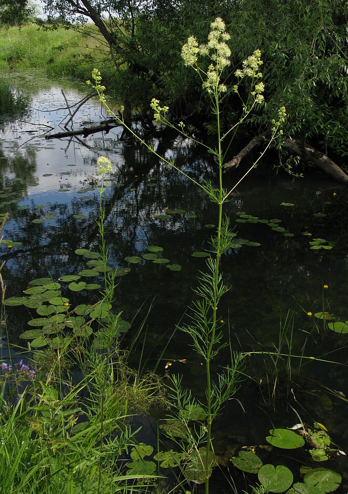 Image of Thalictrum lucidum specimen.