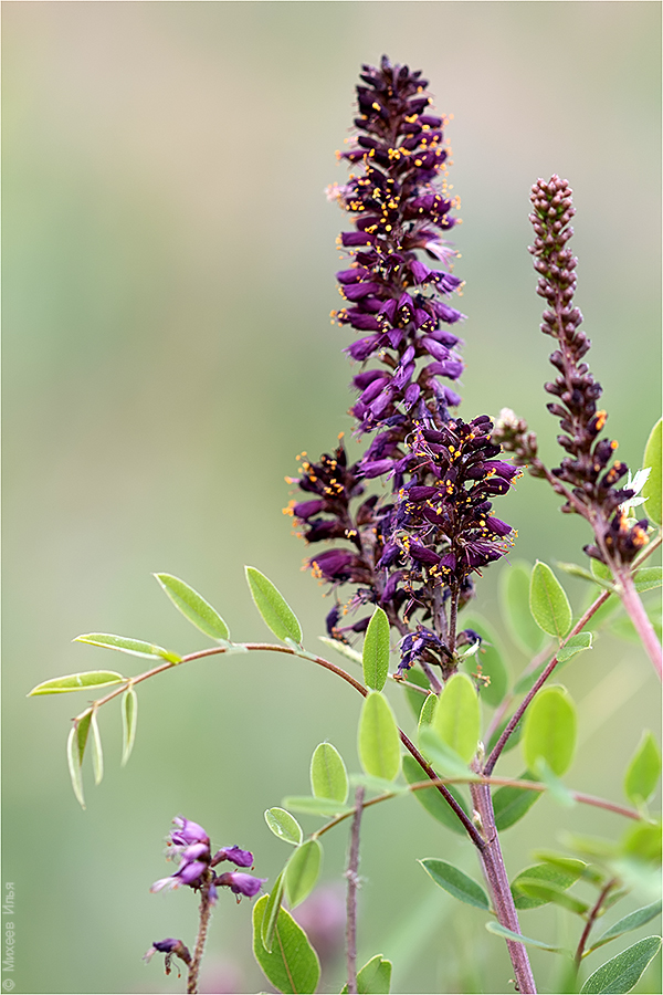 Изображение особи Amorpha fruticosa.