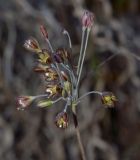 Image of taxon representative. Author is Gideon Pisanty