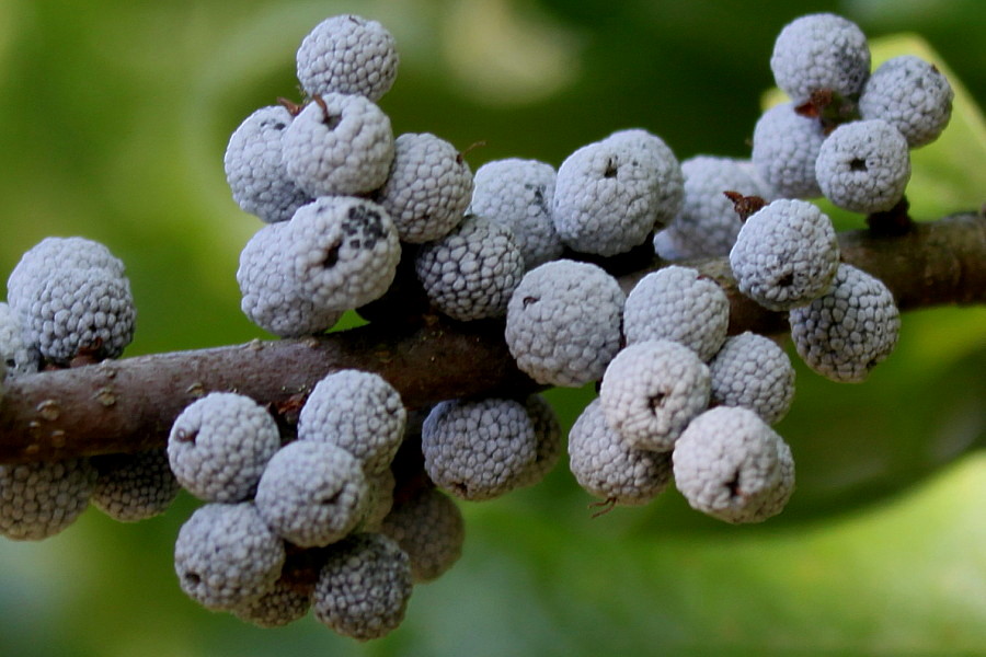 Image of Myrica pensylvanica specimen.