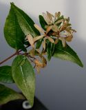 Abelia × grandiflora