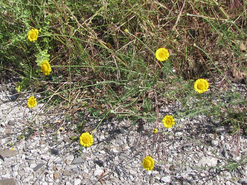 Image of Anthemis tinctoria specimen.