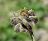 genus Ranunculus