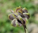 genus Ranunculus. Плод (белый налёт - мицелий и конидиальное спороношение мучнисторосяного гриба Erysiphe aquilegiae). Абхазия, Гагрский р-н, вблизи р. Бзып. 13.06.2012.