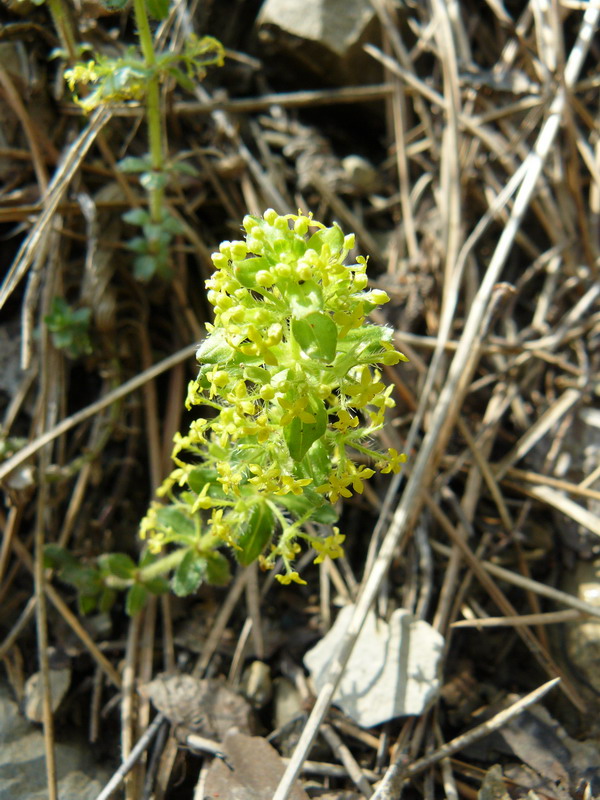 Изображение особи Cruciata taurica.