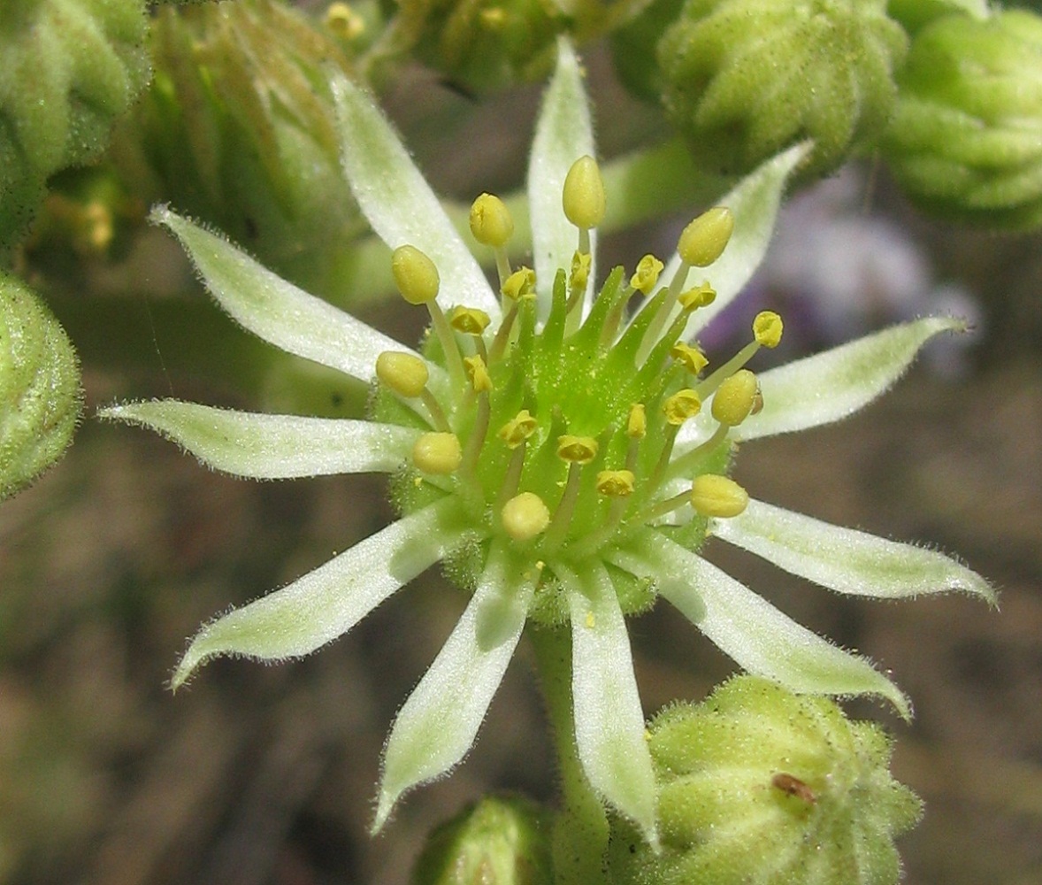 Изображение особи Sempervivum ruthenicum.