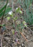 Cerastium crassiusculum. Цветущее растение с завязавшимися плодами. Крым, Карадагский заповедник, биостанция, выбитый участок. 23 апреля 2013 г.