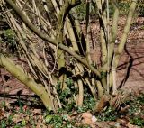 Corylopsis sinensis