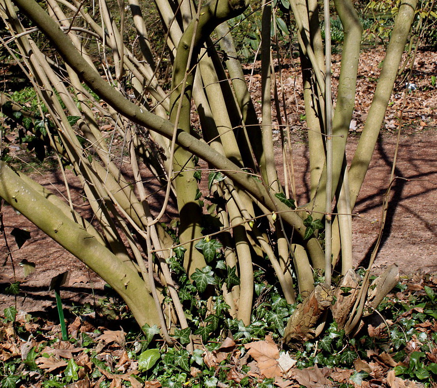 Image of Corylopsis sinensis specimen.