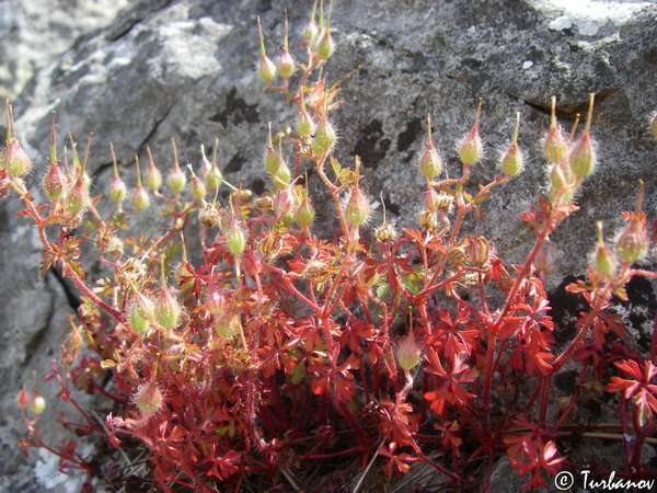 Image of Geranium purpureum specimen.