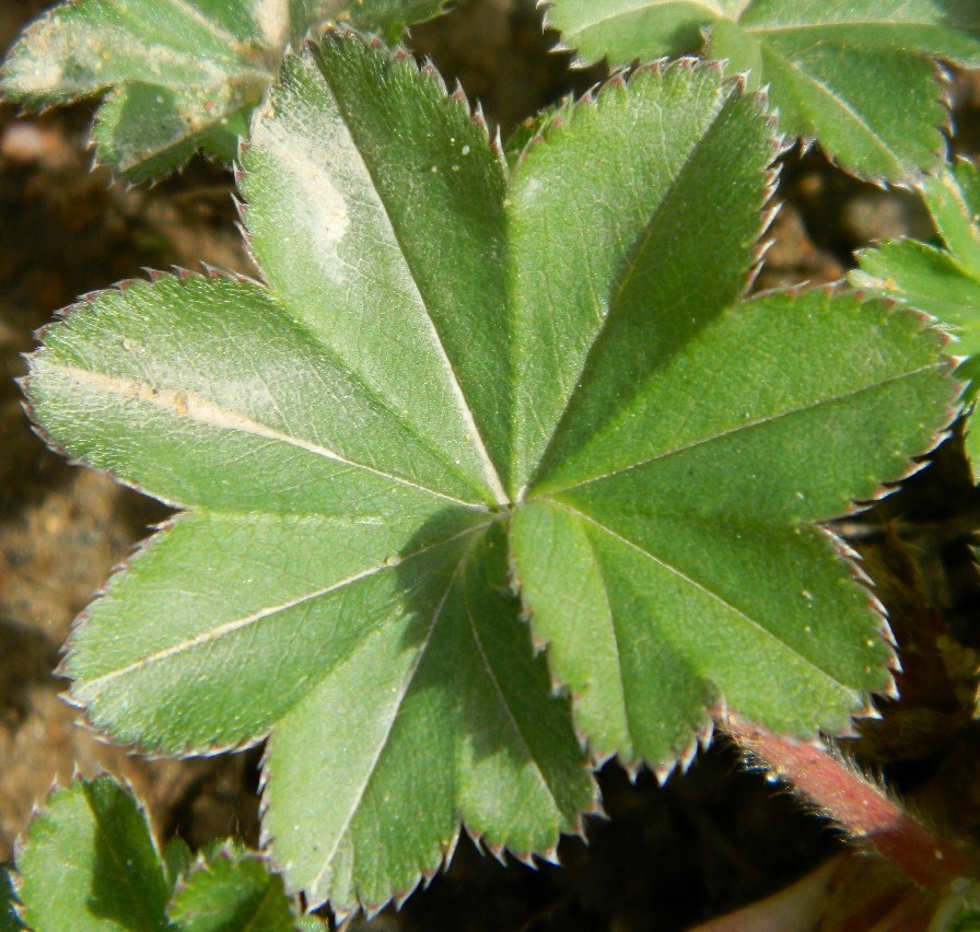 Image of genus Alchemilla specimen.