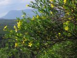 Jasminum fruticans. Ветви с цветками. Южный Берег Крыма, гора Кастель. 18 мая 2013 г.