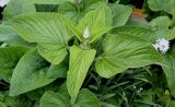 Phlomis russeliana