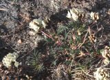 Astragalus chorinensis