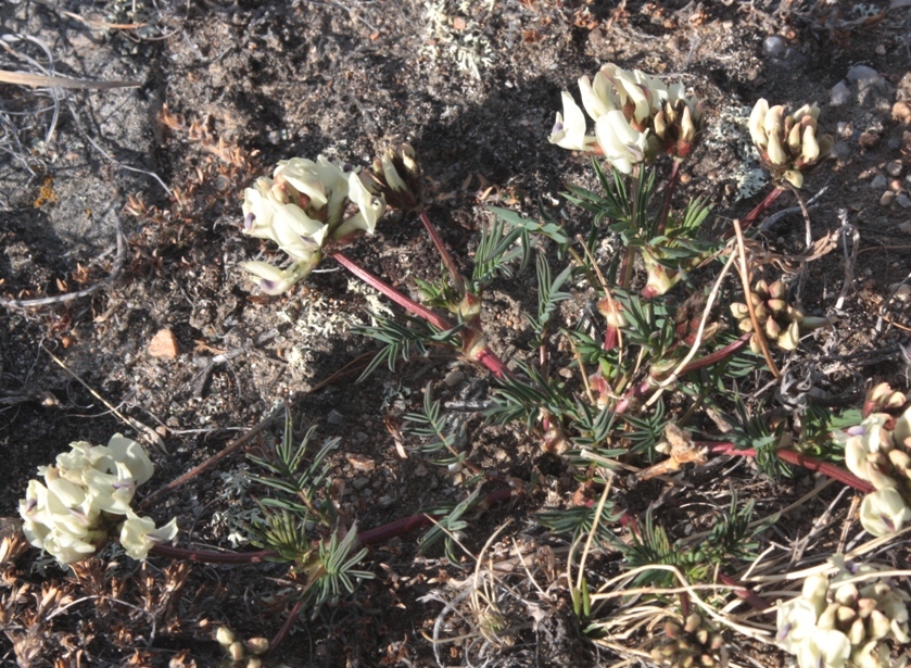 Image of Astragalus chorinensis specimen.