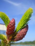Picea obovata. Ветка с молодыми шишками. Новосибирская обл., Искитимский р-н, пгт Линёво. 7 июня 2013 г.