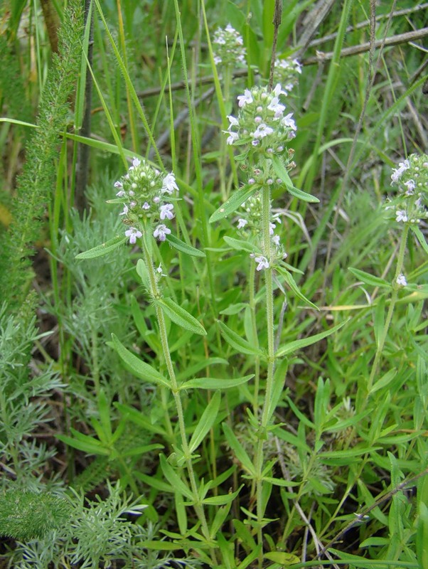 Image of Thymus marschallianus specimen.