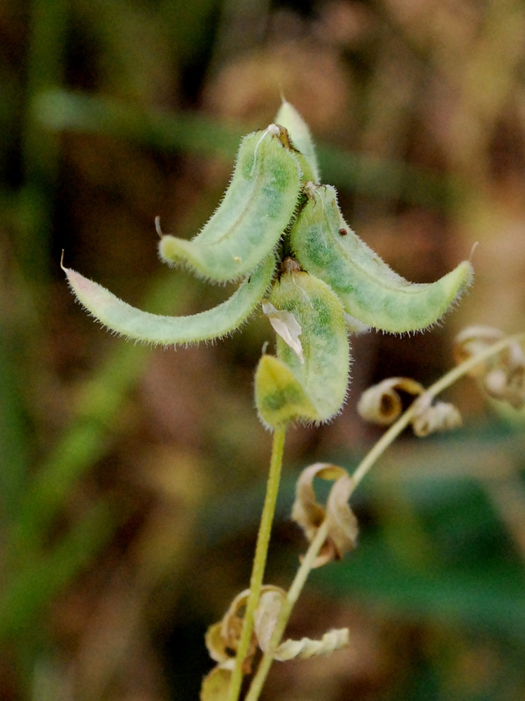 Image of Astragalus campylotrichus specimen.