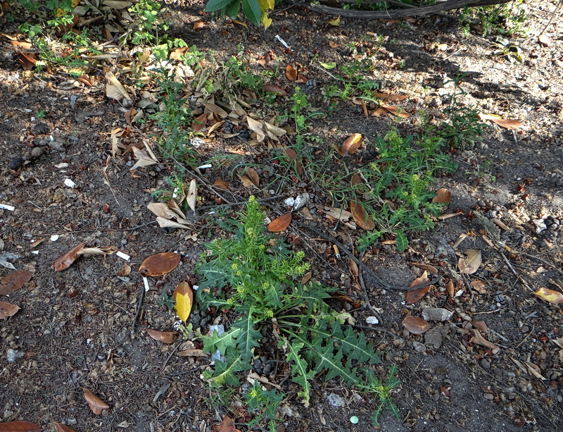 Image of Sisymbrium confertum specimen.