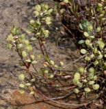 Alyssum wulfenianum