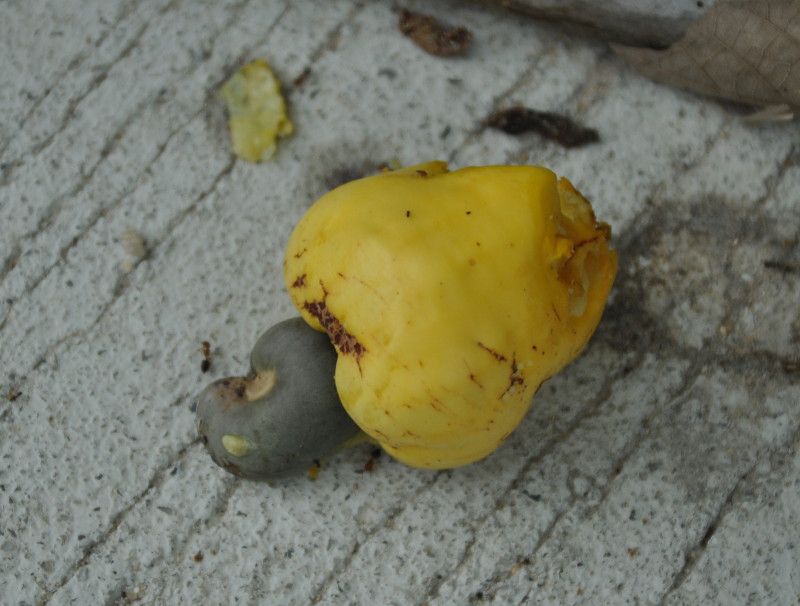 Image of Anacardium occidentale specimen.