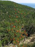 Asparagus verticillatus